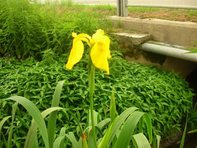 Iris pseudacorus