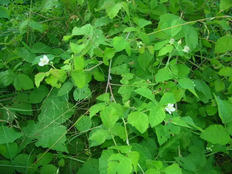 Rubus vulgaris
