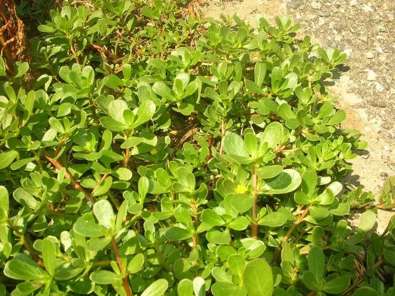 Portulaca oleracea ssp. oleracea